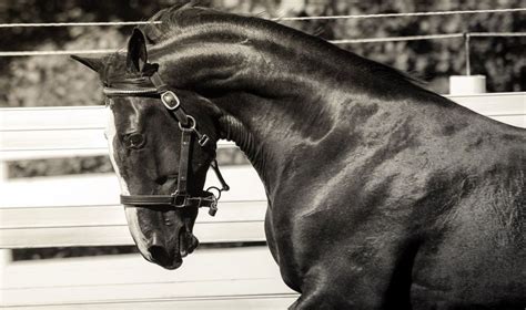 goshen yearling sale|goshen horse sales middletown ny.